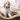 Fetching the Perfect Identity: Top 50 Names for Your Beloved Dog