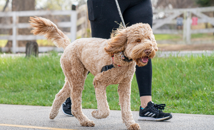 Finding the Perfect Balance: How Much Time Do You Really Need to Walk Your Dog?