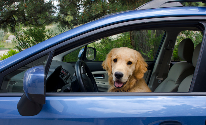 Navigating Car Sickness in Dogs: Tips and Tricks for a Smooth Ride