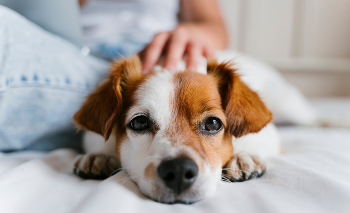 Navigating Work Days: Leaving Your Pup Happy at Home