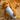 Dog holding the Birthday Candle Dog Toy with a blue and white design and festive candle rope.