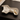 A ceramic dachshund-shaped key holder with a white glaze, black line drawing of a dachshund, and gold trim, shown holding keys on a dark wooden surface.