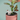 Potted plant with a small dog shaped water spike inside on a light green background
