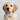The Modern Romance Dog Bow Tie